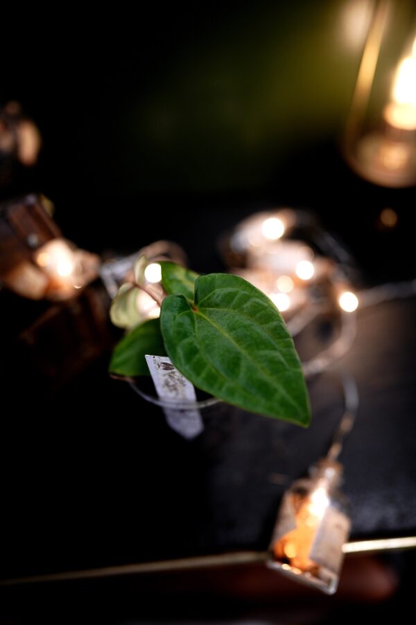 Anthurium RVDP x RG Dress Carla BVEP - Image 11