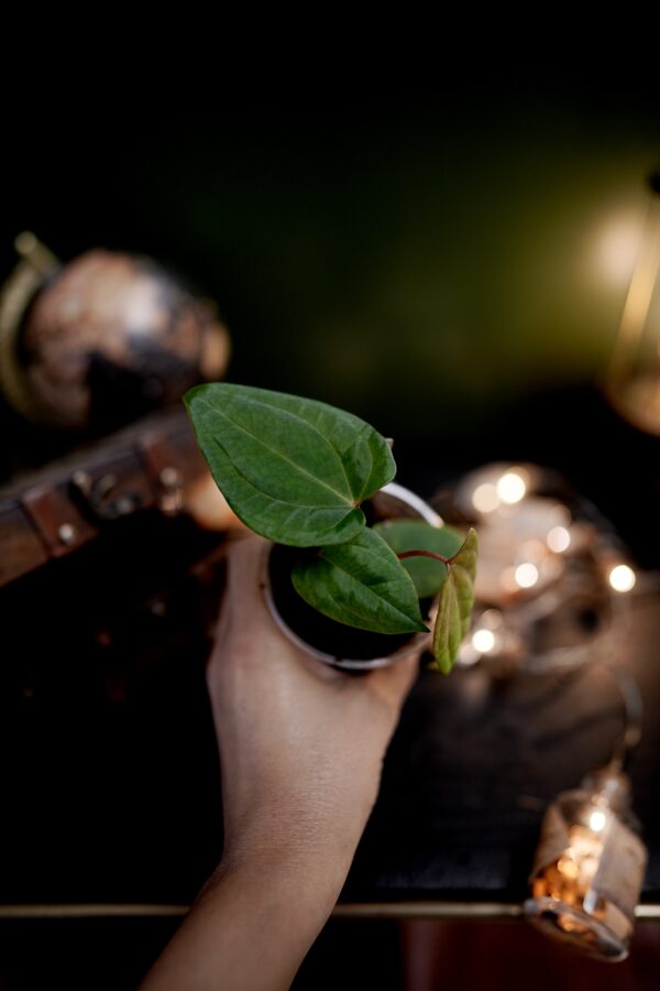 Anthurium RVDP x RG Dress Carla BVEP