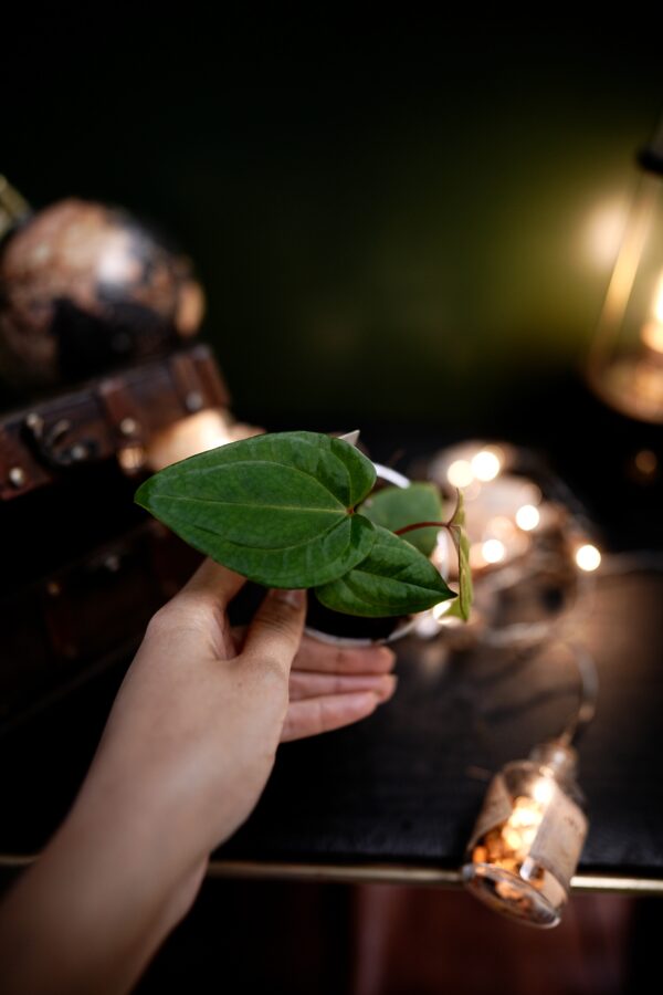 Anthurium RVDP x RG Dress Carla BVEP - Image 9