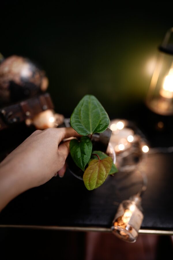 Anthurium RVDP x RG Dress Carla BVEP - Image 8