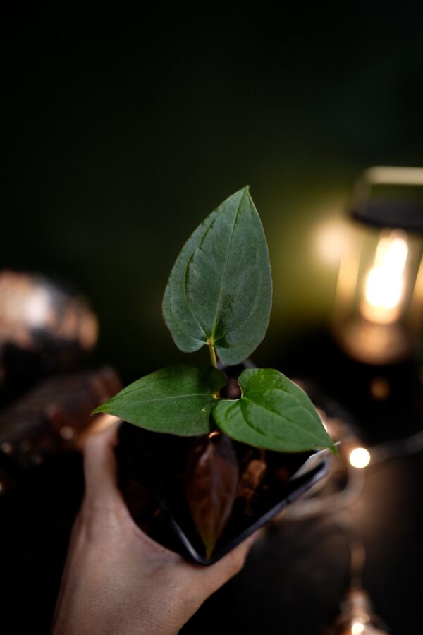 Anthurium RVDP x RG Dress Carla BVEP - Image 7