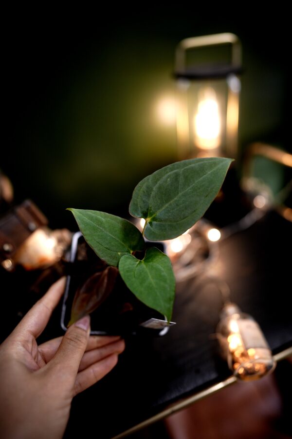 Anthurium RVDP x RG Dress Carla BVEP - Image 6