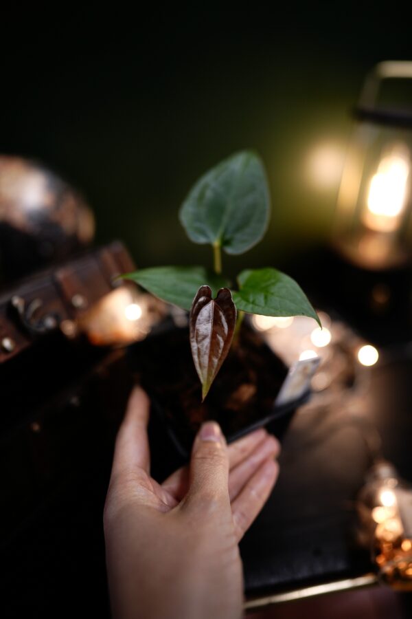 Anthurium RVDP x RG Dress Carla BVEP - Image 5