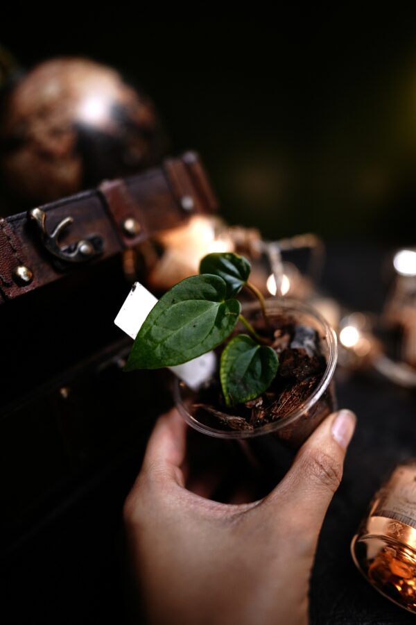 Anthurium Windy Dress BVEP x RVDP - Image 3
