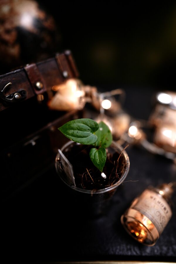 Anthurium Windy Dress BVEP x RVDP - Image 4