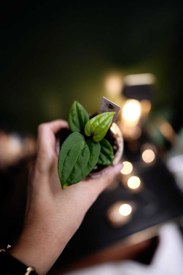 Anthurium Windy Dress BVEP x RVDP