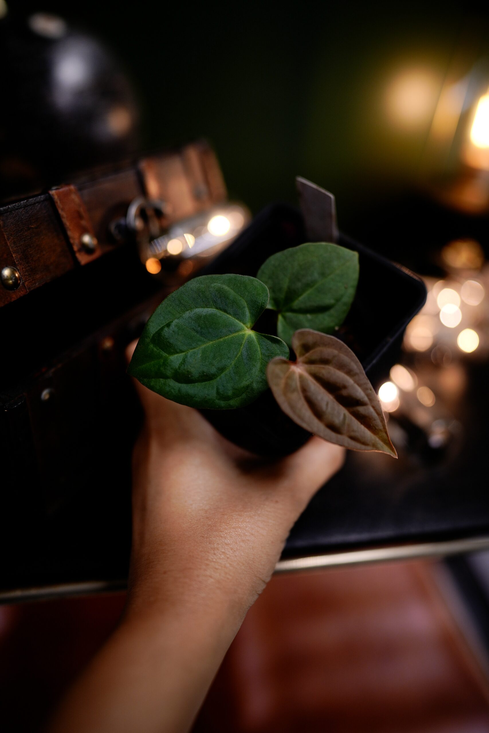 Anthurium RG Dress Carla BVEP x Carlablackiae C1 – Image 2