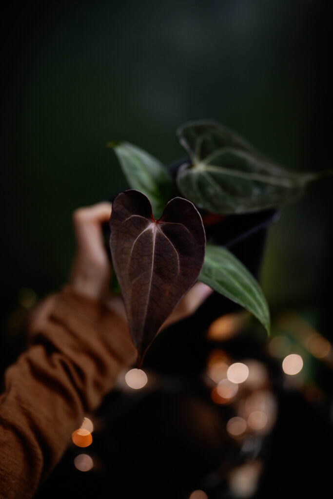 Rg Dress Carla BVEP x Carlablackiae C1