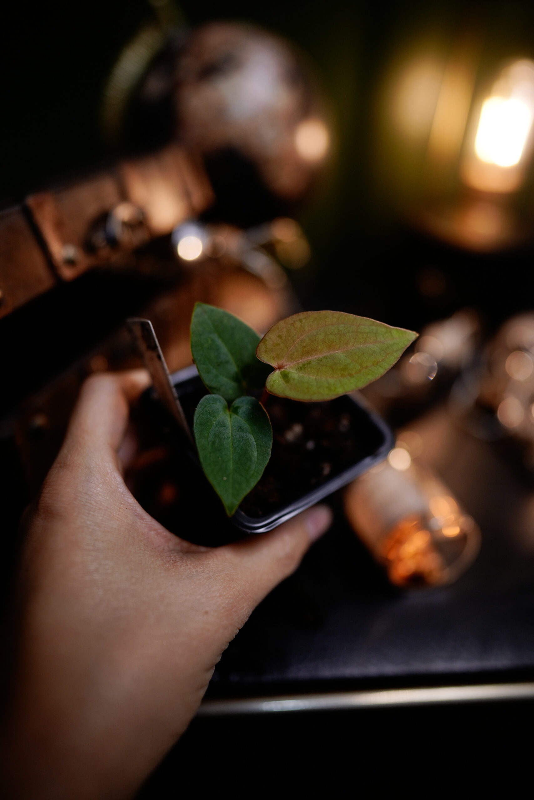 Anthurium RG Dress Carla BVEP x Carlablackiae C1 – Image 3