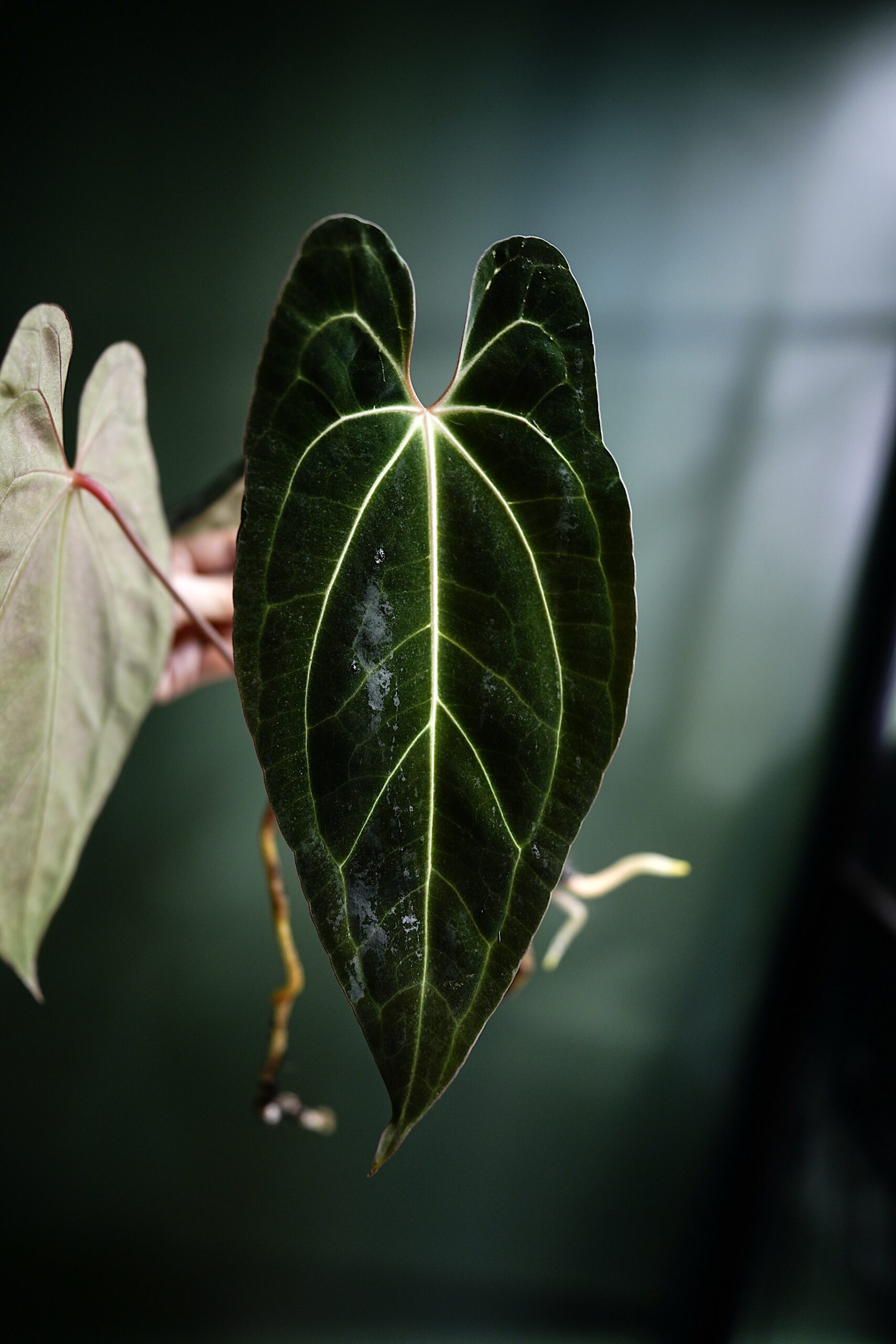 Anthurium Black Besseae Aff X Dark phoenix red veins – Image 4