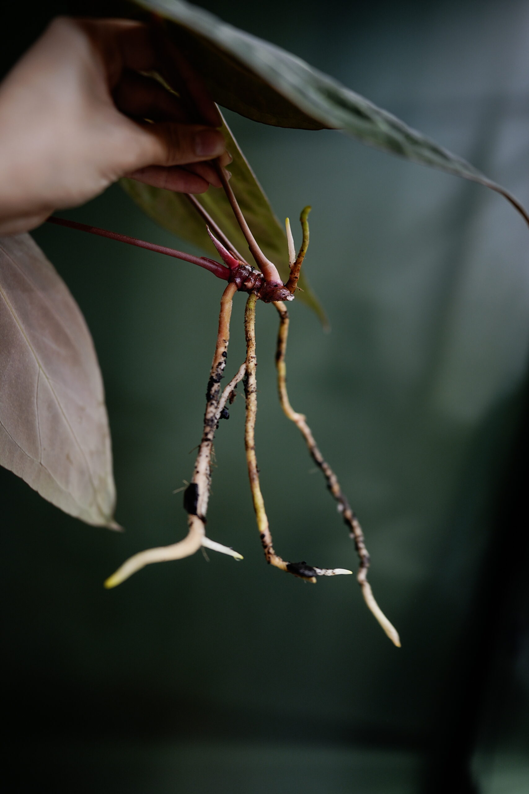 Anthurium Black Besseae Aff X Dark phoenix red veins – Image 3