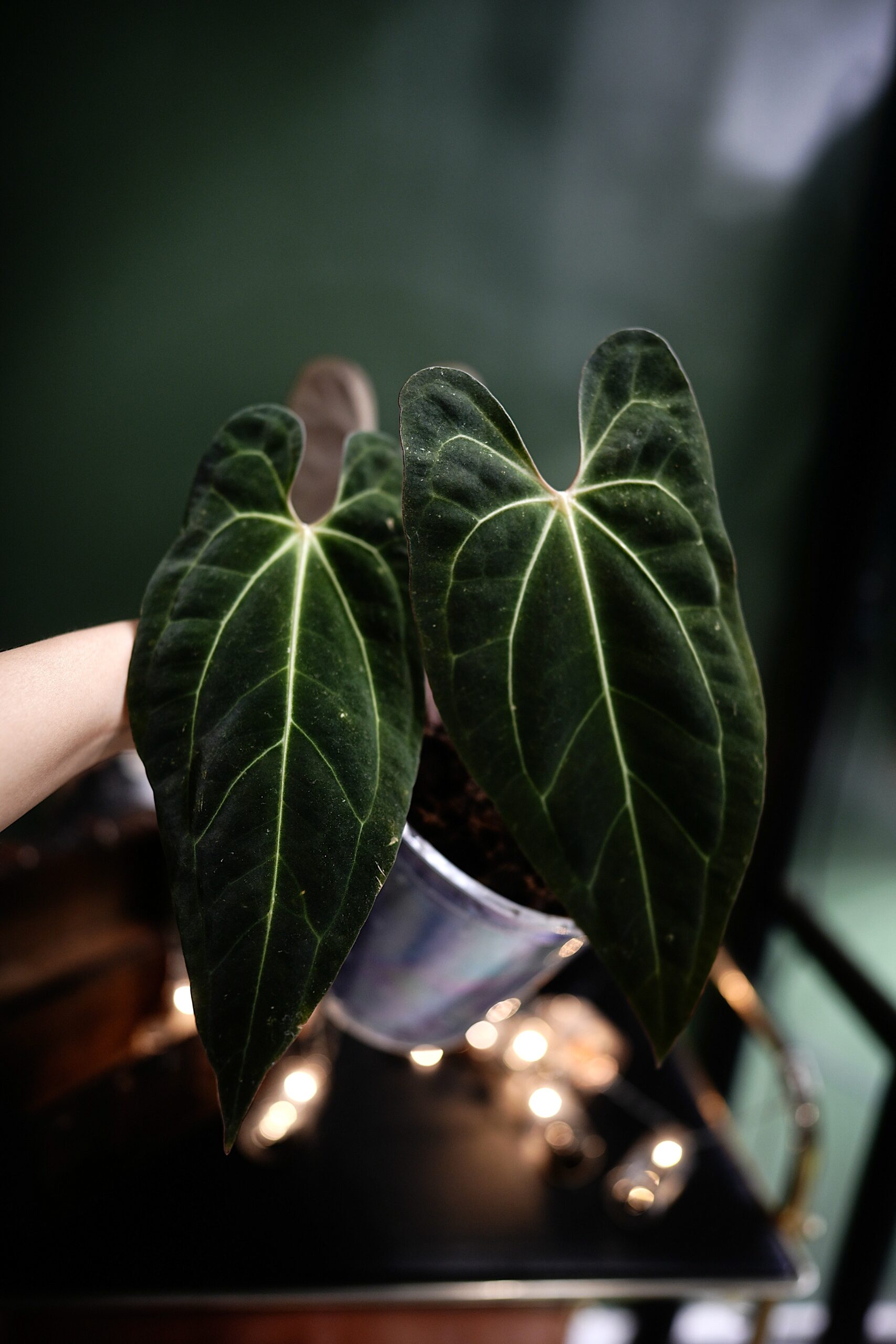 Anthurium Black Besseae Aff X Dark phoenix red veins – Image 2