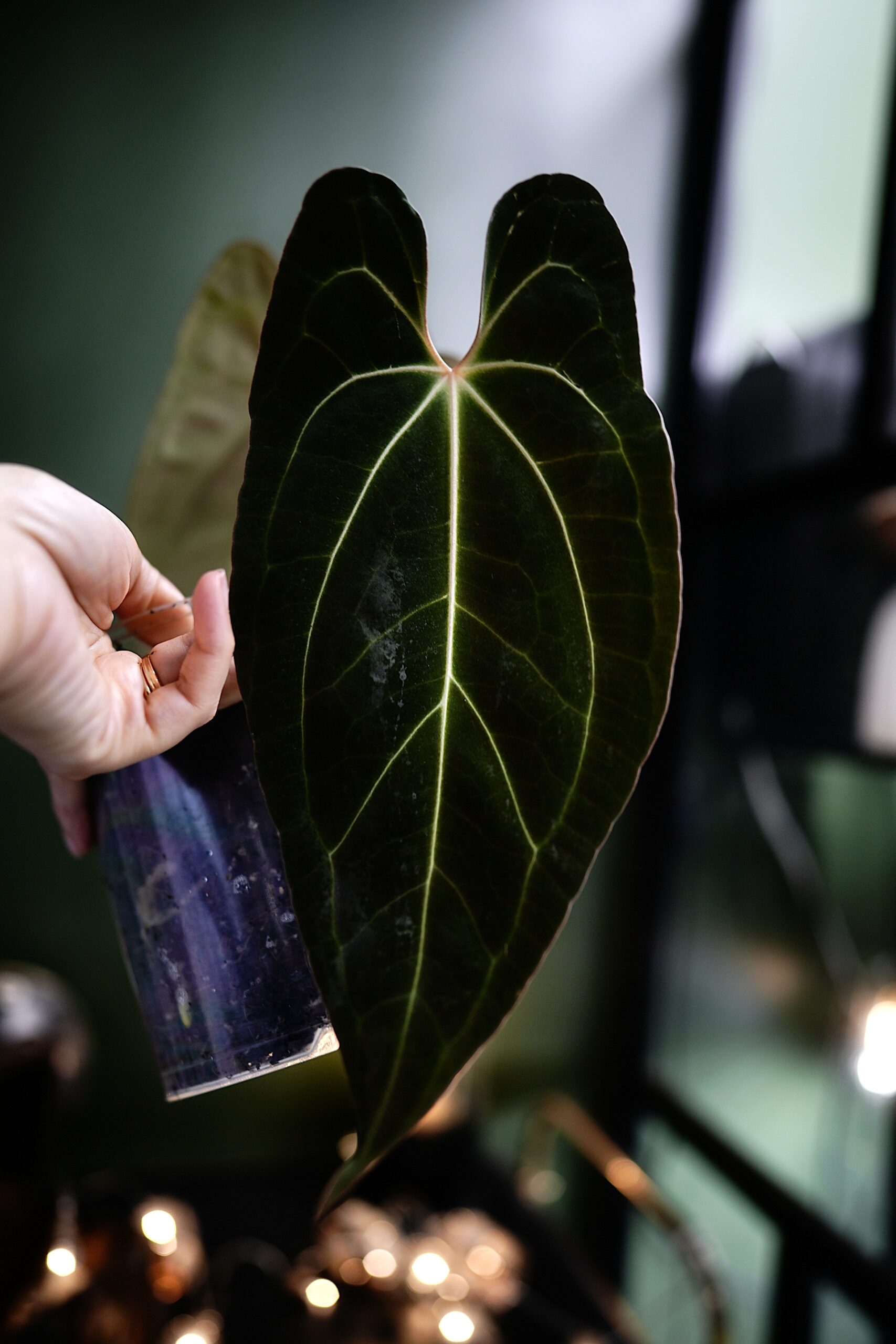 Anthurium Black Besseae Aff X Dark phoenix red veins
