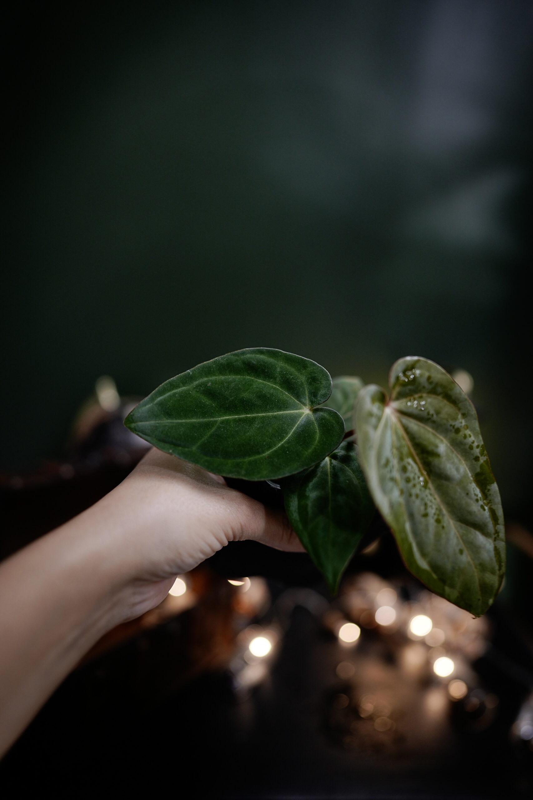 Anthurium RG Dress Carla BVEP X Carlablackiae C1 – Image 5