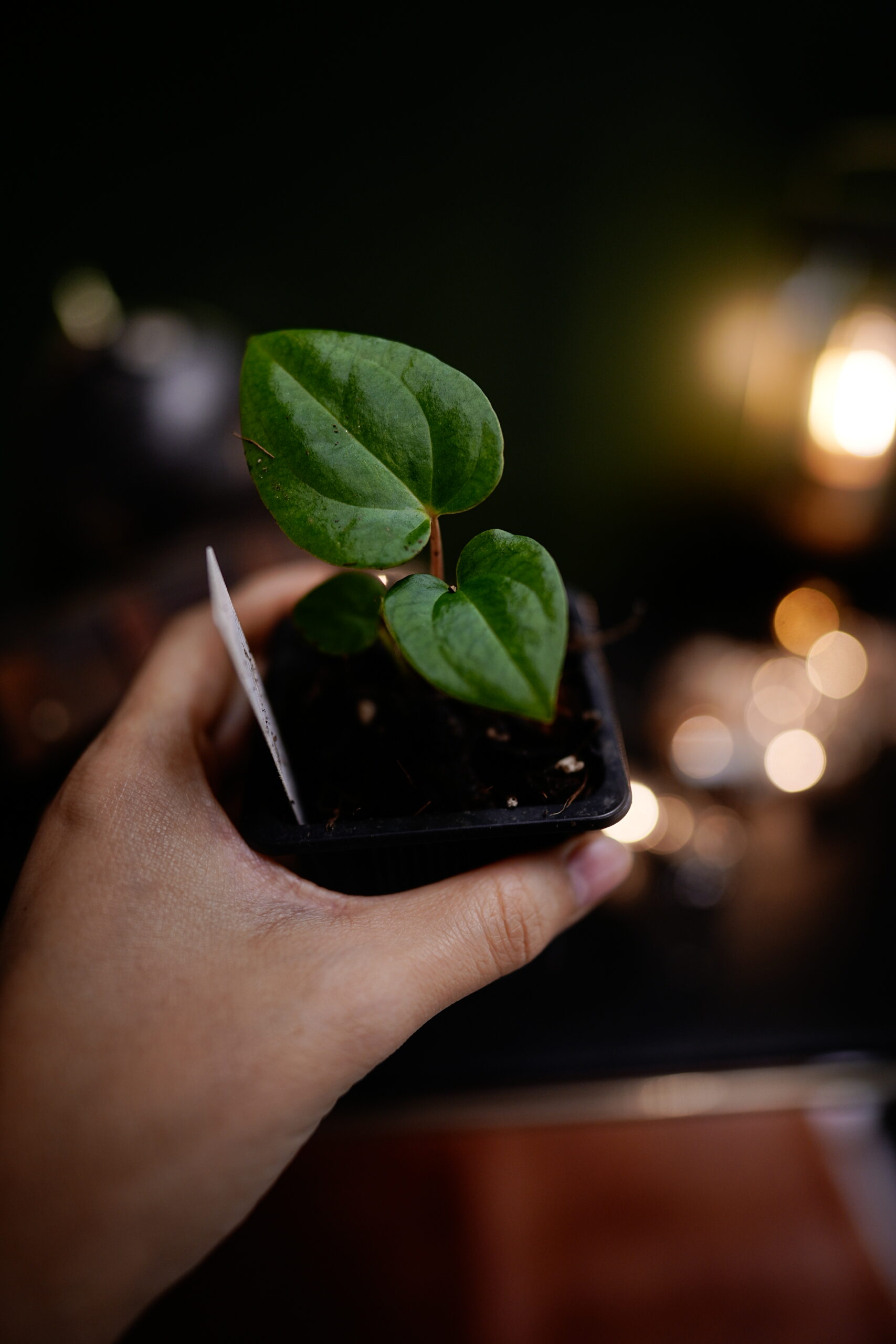 Anthurium Carlablackiae C1 x RVDP