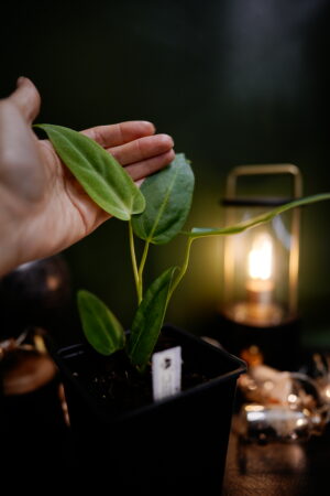 Anthurium Black Besseae Aff x Warocqueanum Esmeralda (Wide Ears)