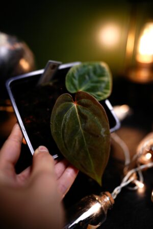 Anthurium BVEP x Besseae aff BVEP