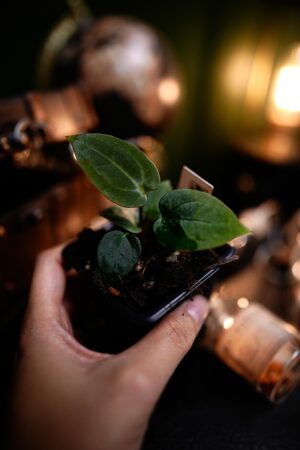 Anthurium Papillilaminum x Windy Dress BVEP