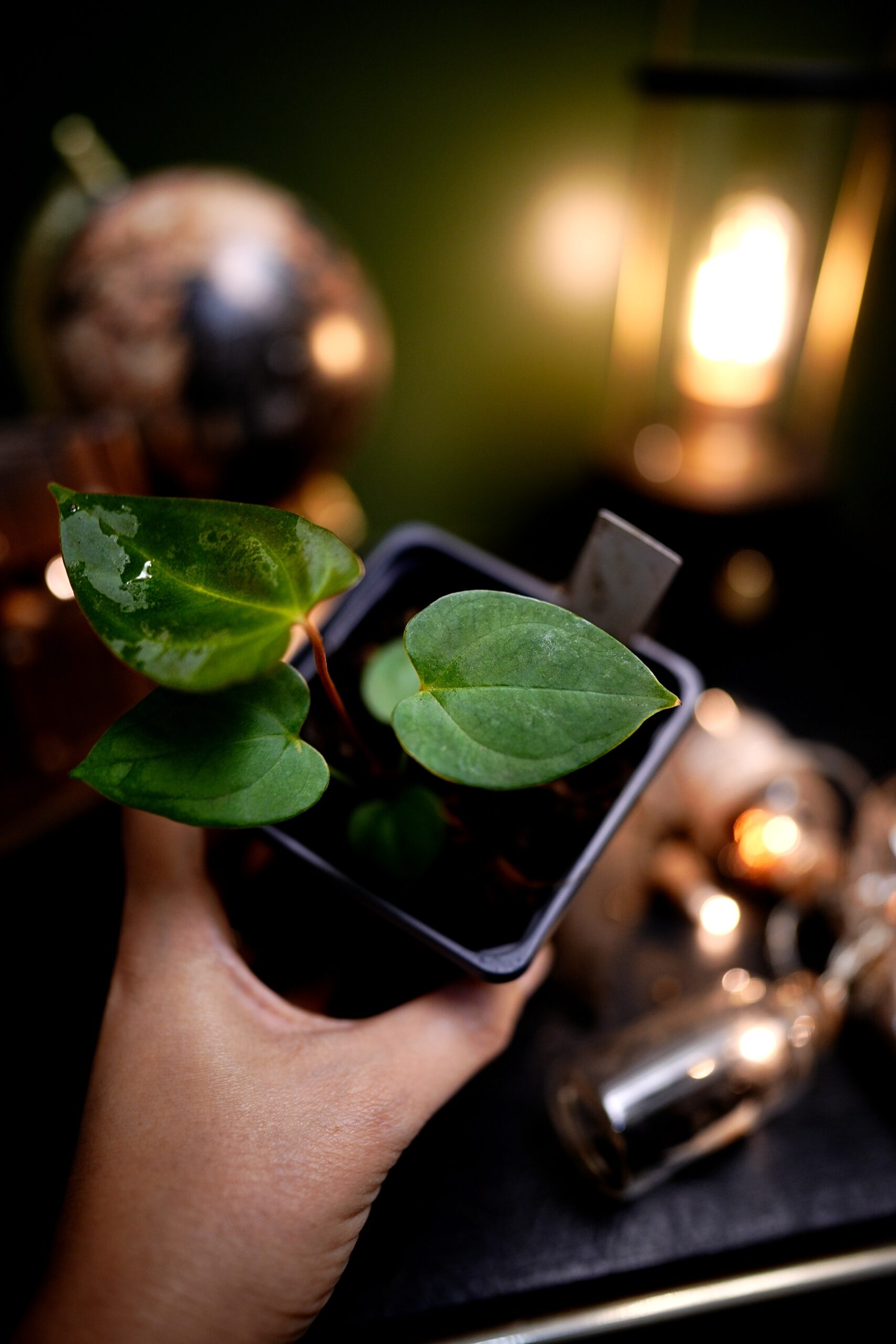 Anthurium Papillilaminum – Image 4