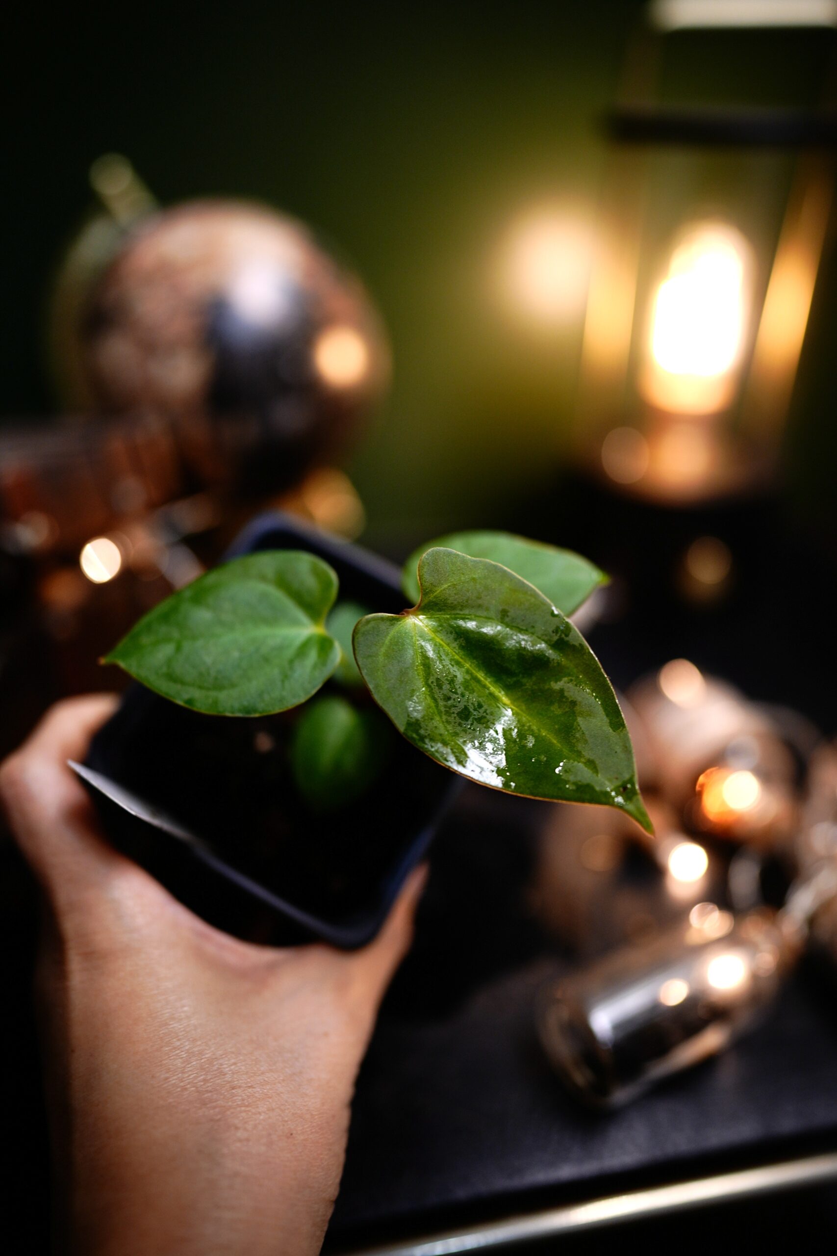 Anthurium Papillilaminum – Image 3