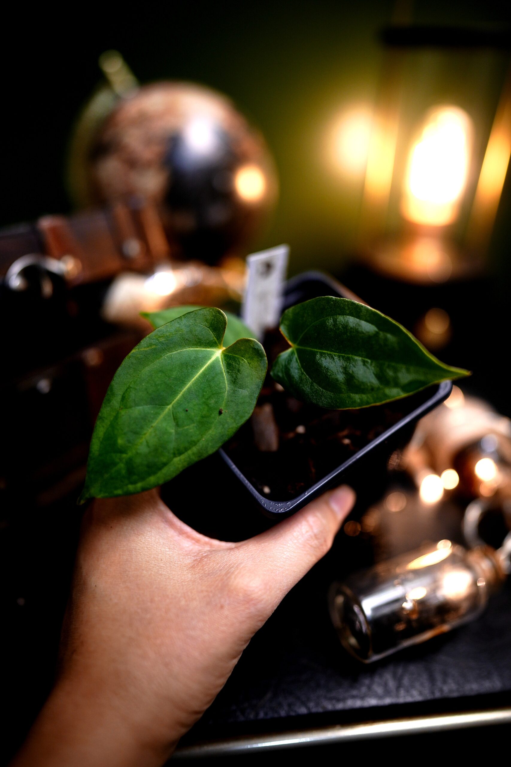 Anthurium Papillilaminum