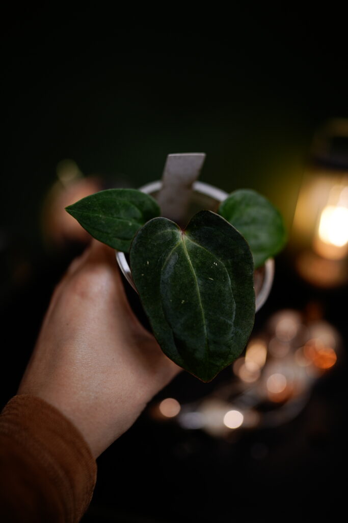 Carla X x Windy dress BVEP