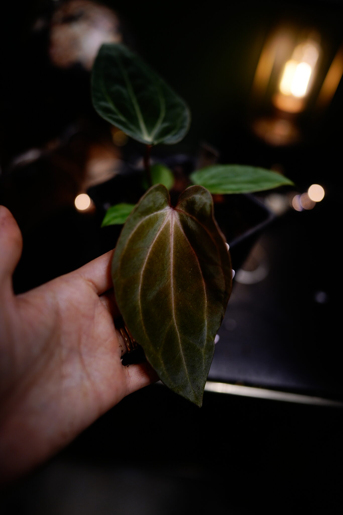 RG Dress Carla BVEP X Carlablackiae C1