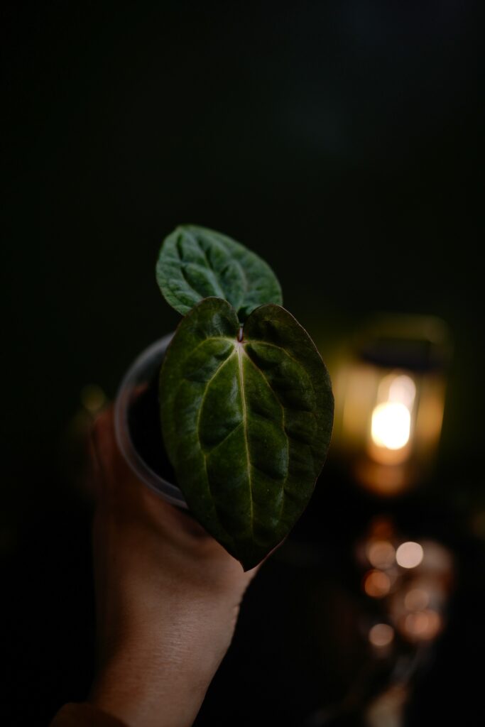 carlablackiae C1 x RVDP