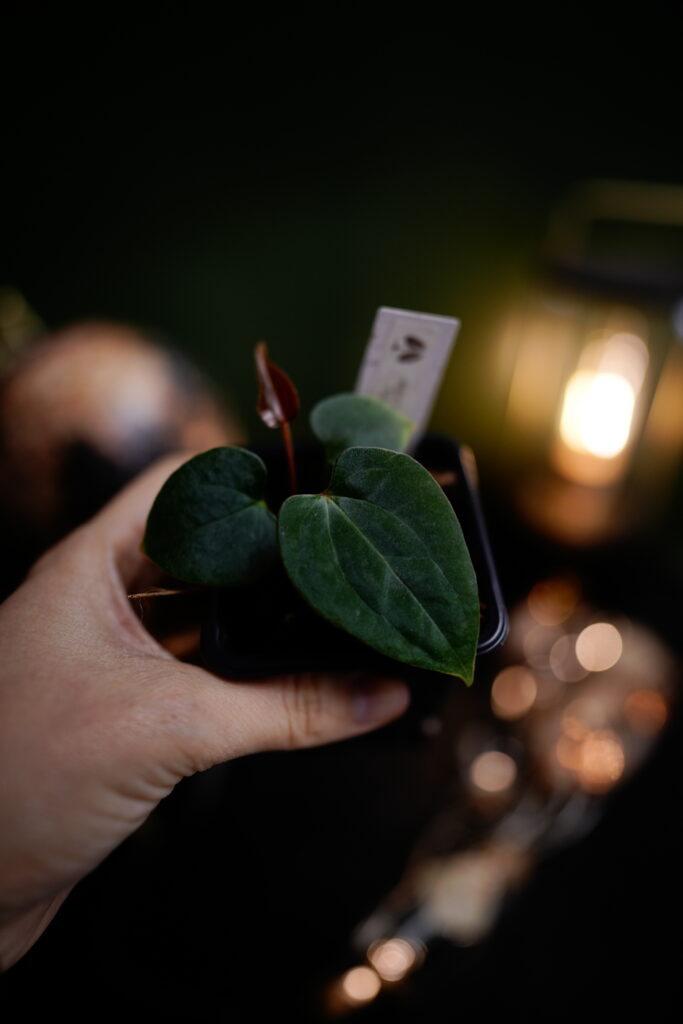 RVDP x Rg dress Carla BVEP