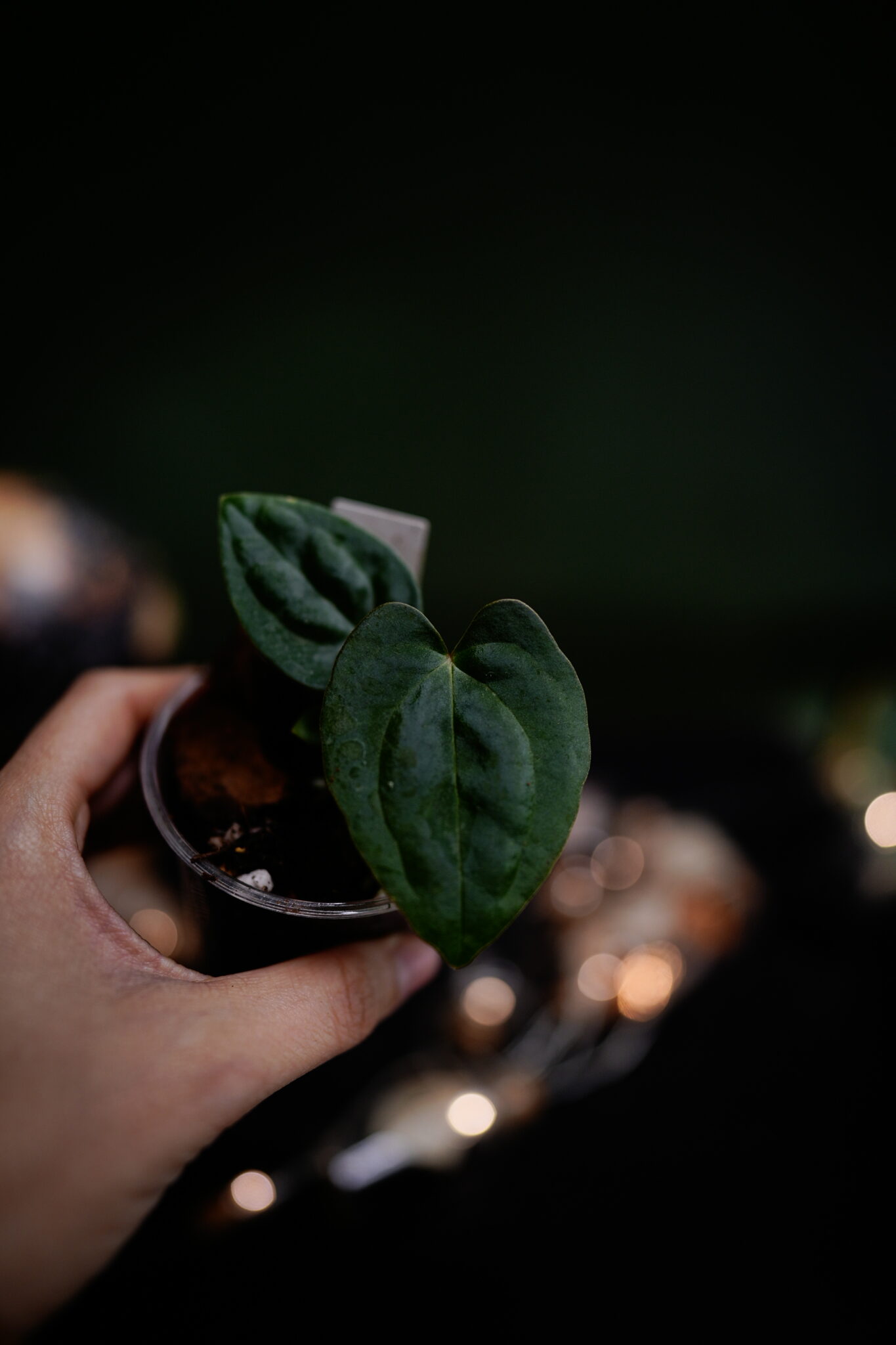 BVEP x Besseae aff BVEP