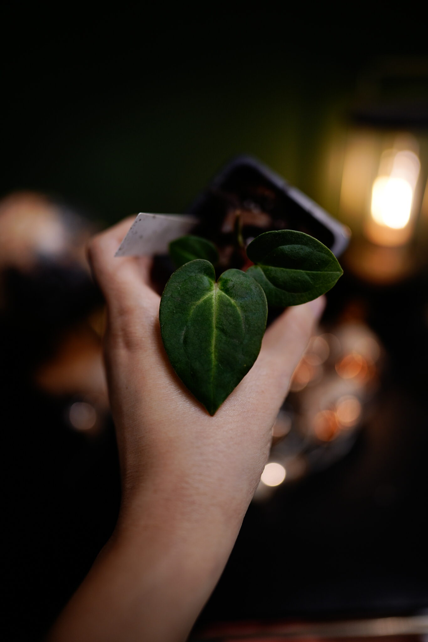 Carlablackiae C1 x NSE