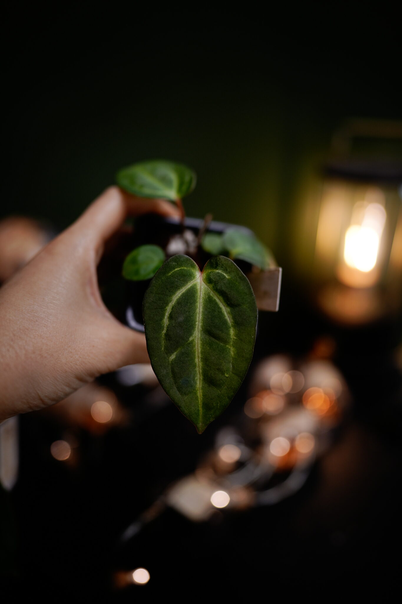 Carlablackiae C1 x NSE