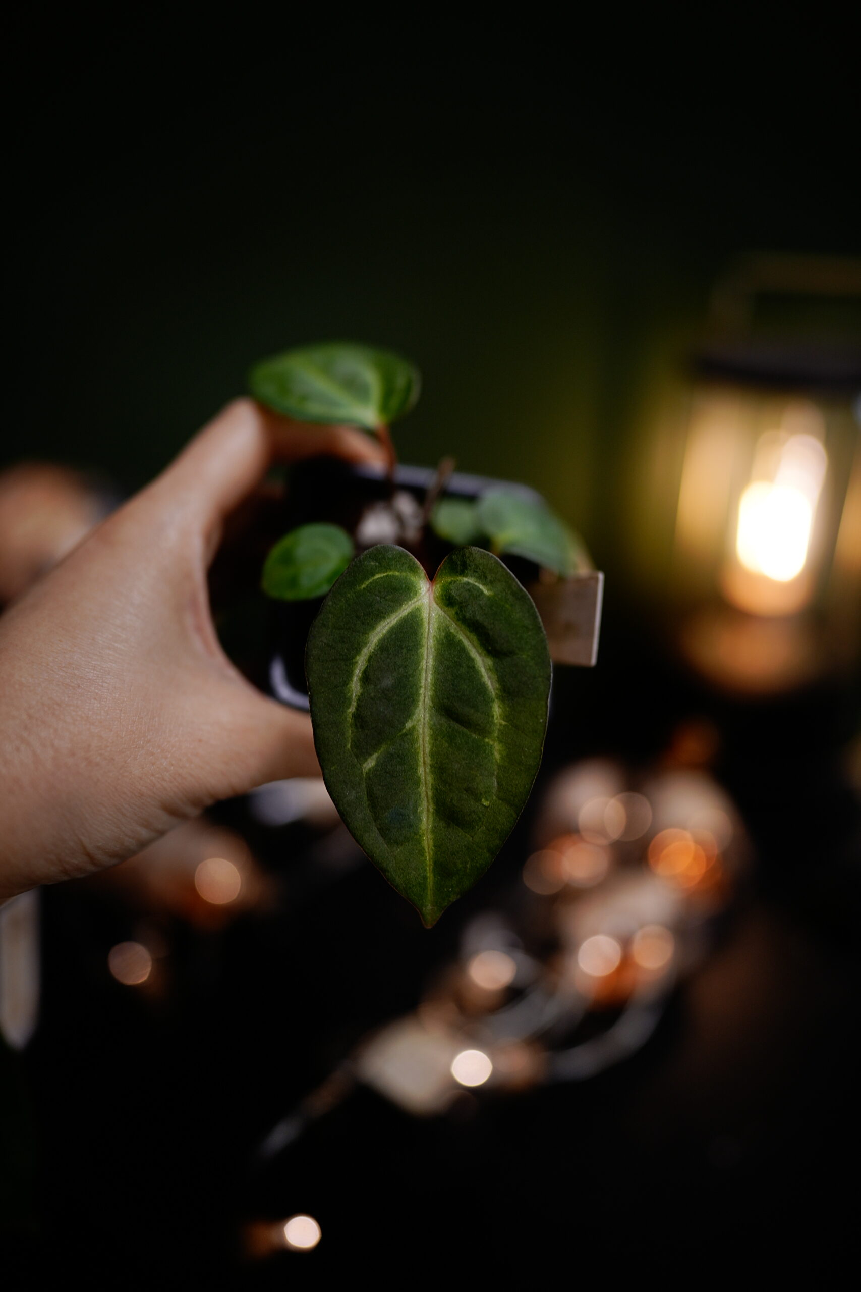 Carlablackiae C1 x NSE