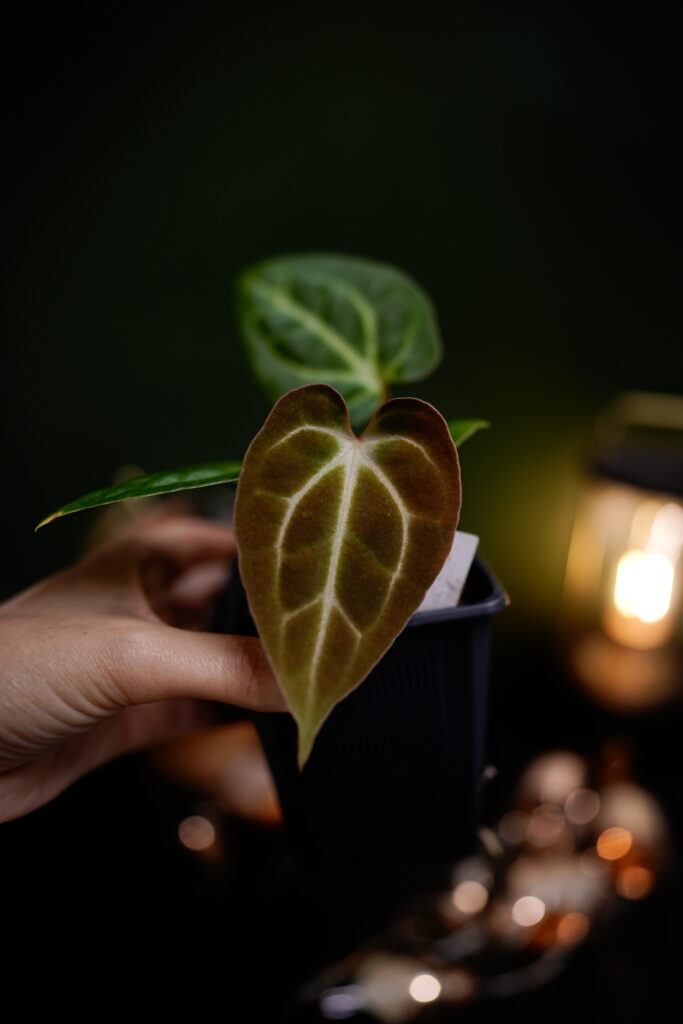 Black Besseae aff x Carlablackiae C1