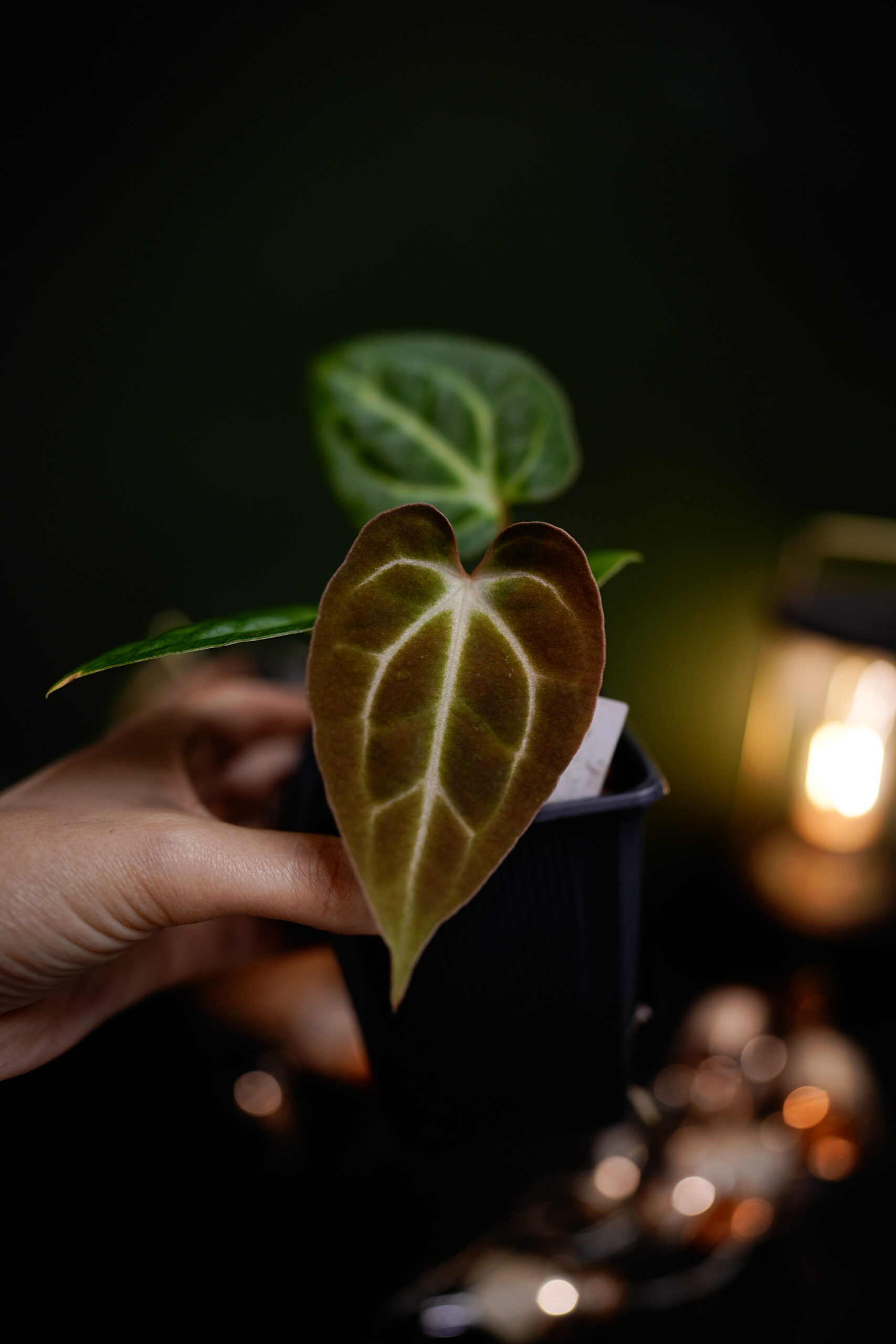 Black Besseae aff x Carlablackiae C1