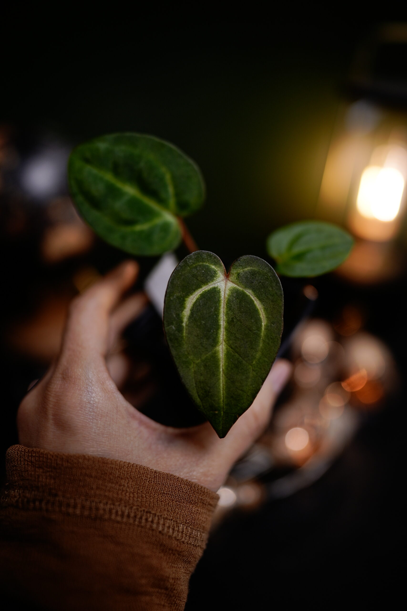 Carlablackiae C1 x NSE