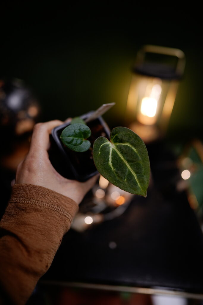 Carlablackiae C1 x NSE