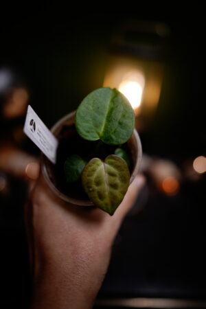 Anthurium Crystal Mag