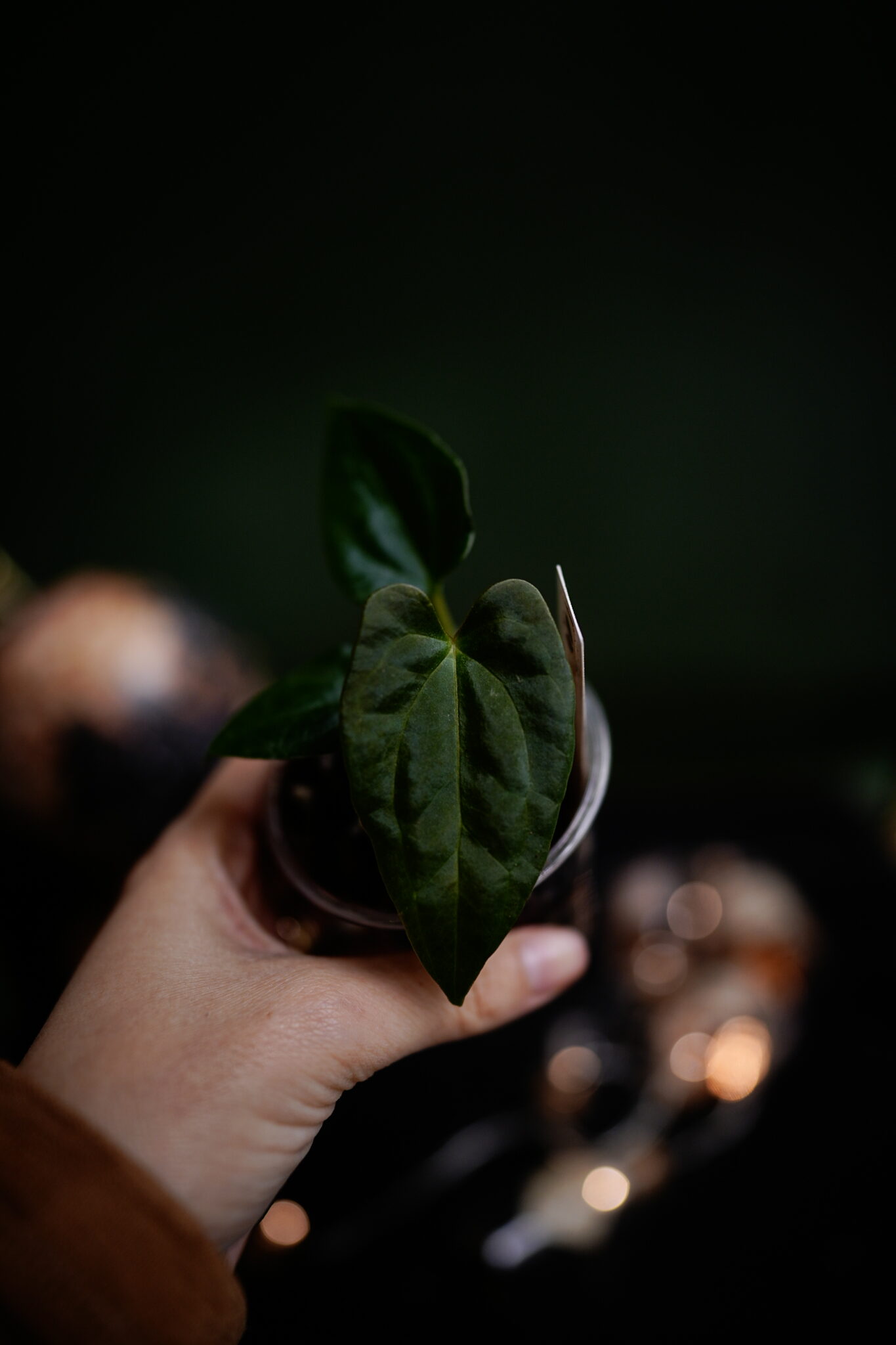 Anthurium Papilliminum X (Wide Ears) x Papillilaminum Ree Garden