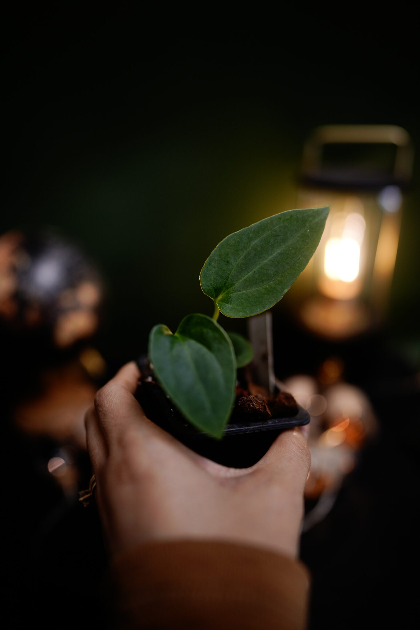 Carla X x Windy dress BVEP