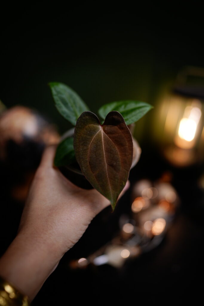 carlablackiae C1 x RVDP