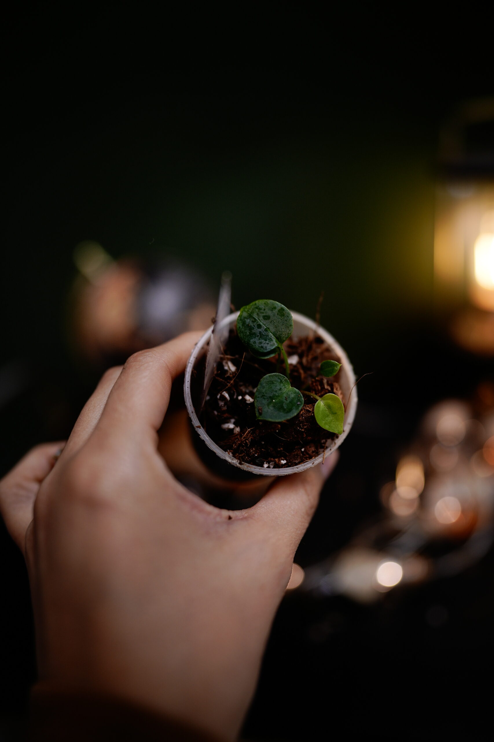 Crystal Mag (Pink sinus) x DP BP