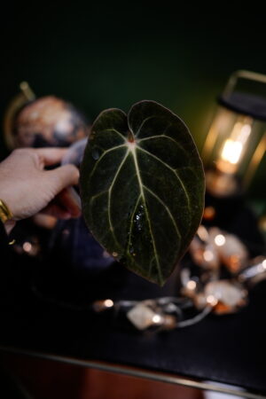 Carlablackiae C1 x BVEP