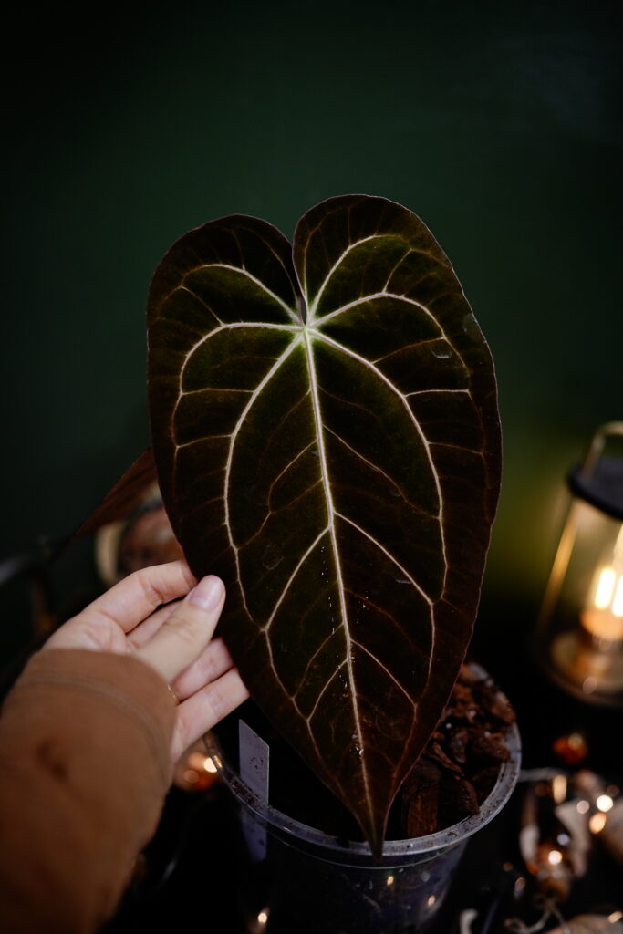 Papillilaminum Xone EU