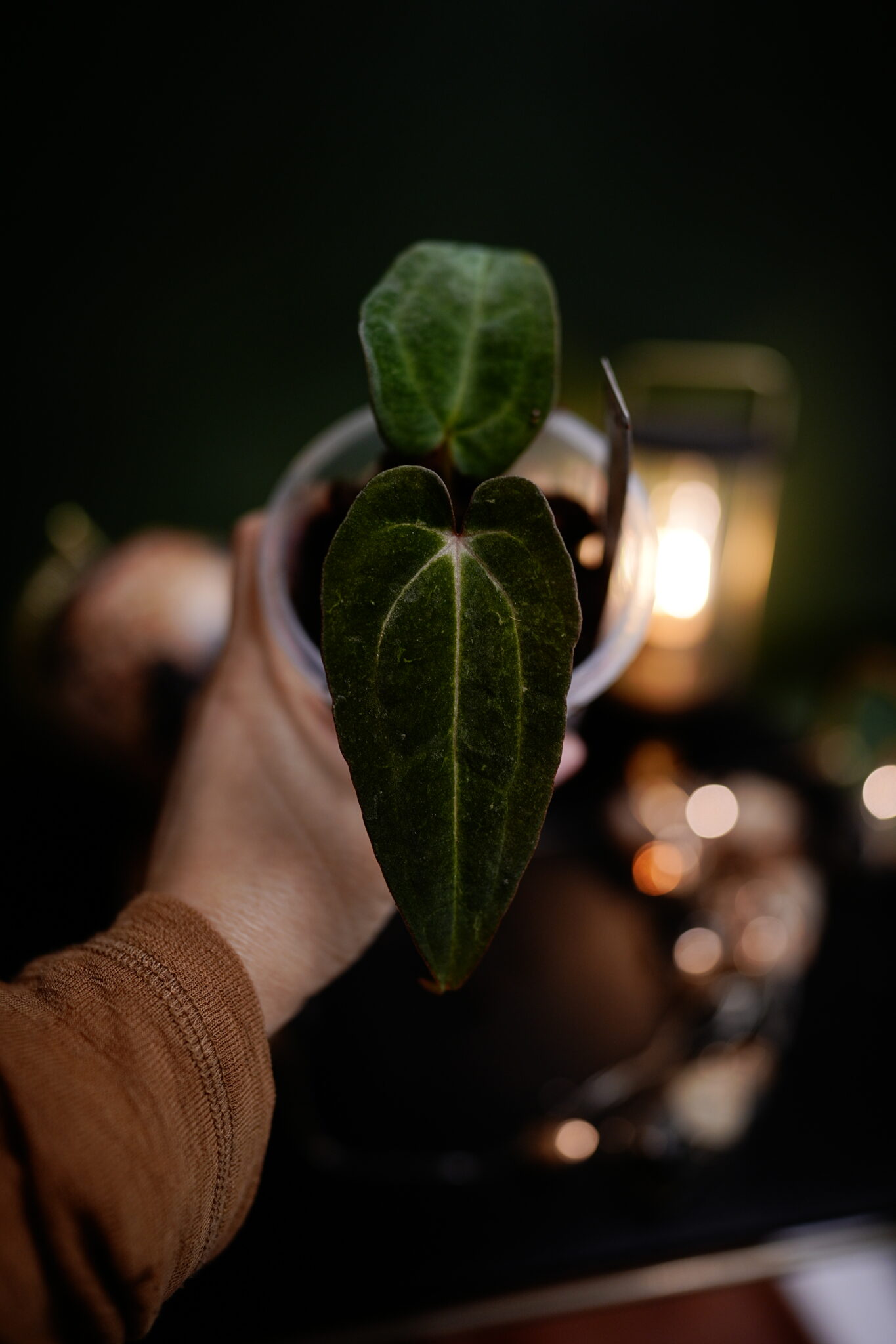 Rg Dress Carla BVEP x Carlablackiae C1