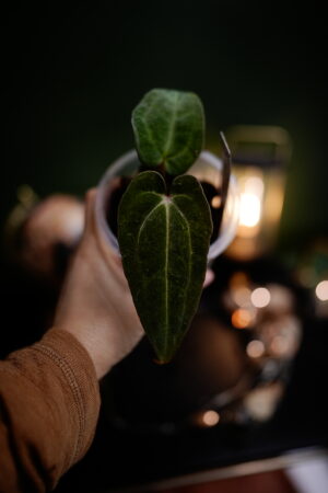 Rg Dress Carla BVEP x Carlablackiae C1