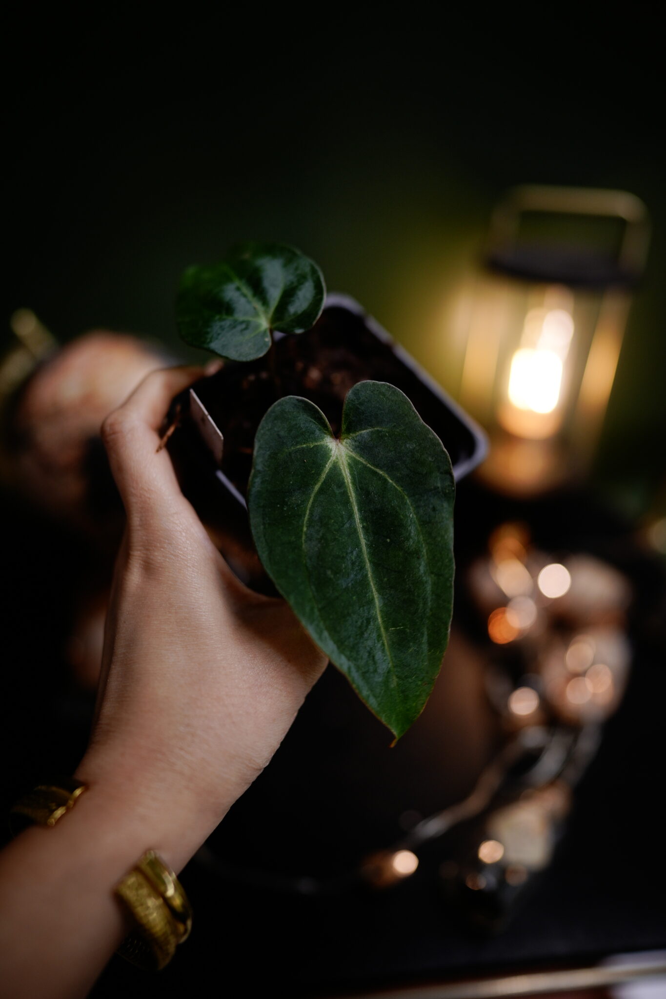 Rg dress Carla x Carla C1