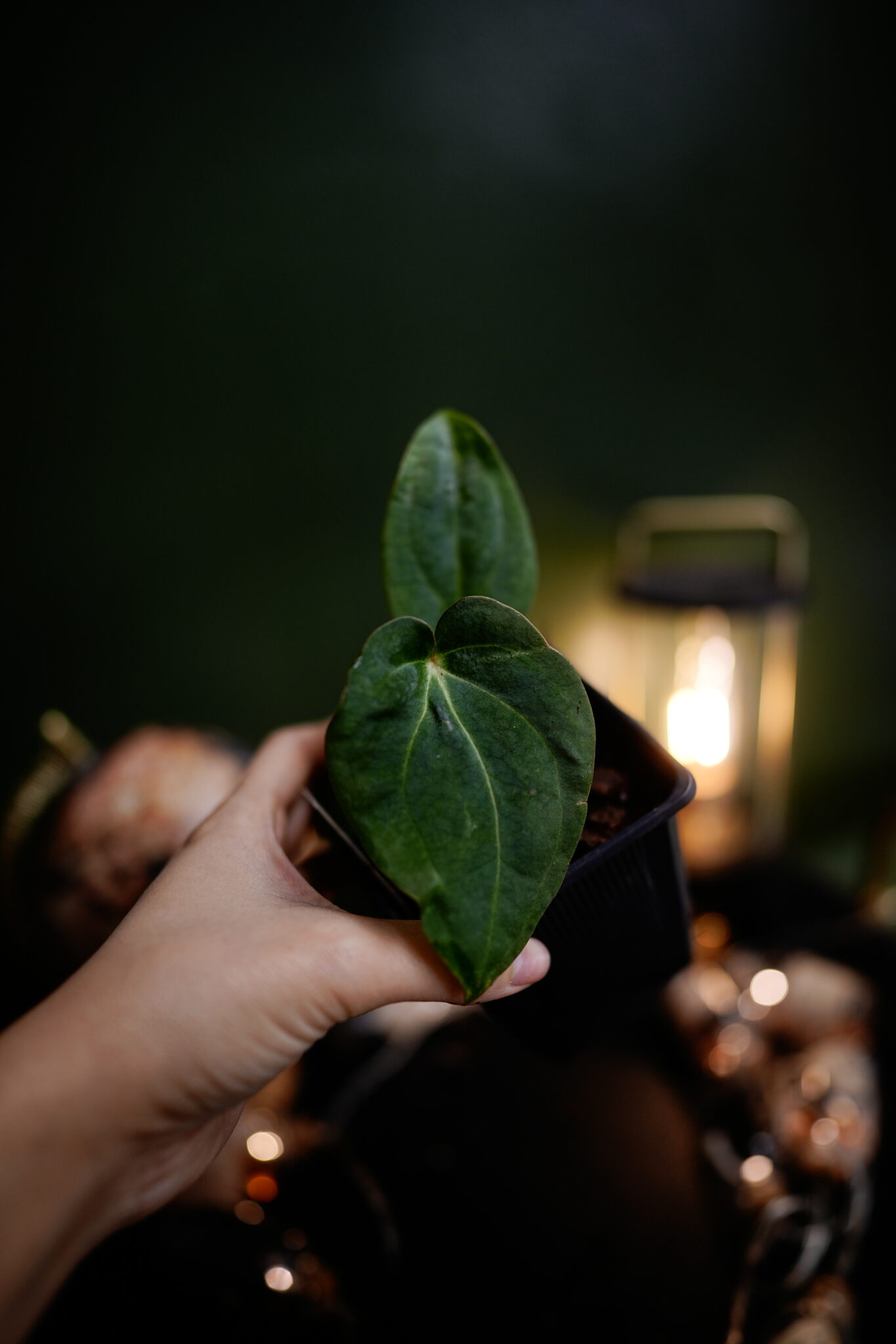 spider Besseae aff BVEP x Carla C1