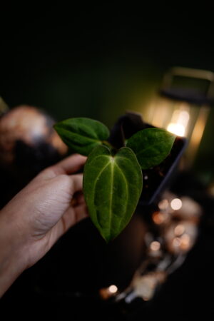 spider Besseae aff BVEP x Carla C1