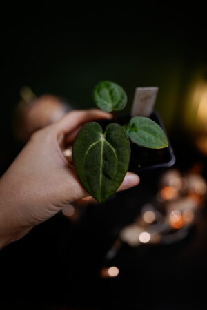 Carlablackiae C1 x NSE